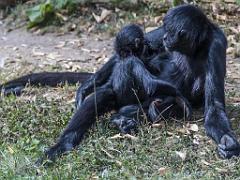 149 BIO PARC DE DOUE LA FONTAINE 7- 2016_000018